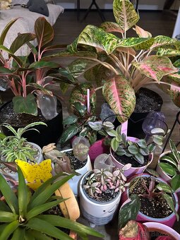 Zbierka izbových rastlín - 2