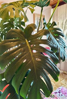 Monstera delicosa XXL - 2