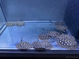 Potamotrygon Black Diamond - 2