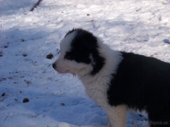 Border kolia šteniatka - 2