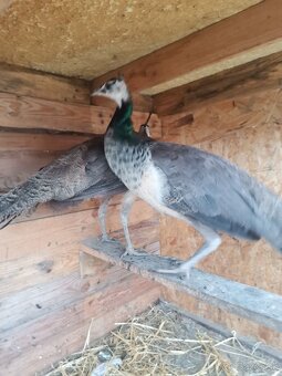 Pávy, páv korunkatý modrý - 2