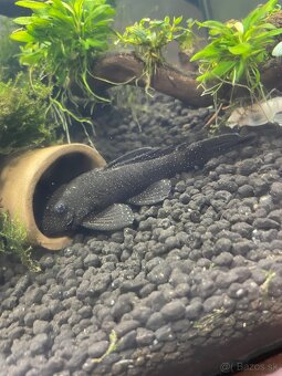 Predám prisavnikou l213 - 2