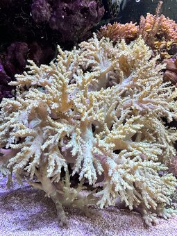 Predám mäkké koraly - 2