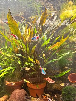 Predám Cryptocoryne - 2