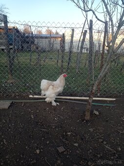 Predám mladé kohúty Brahma biela. - 2