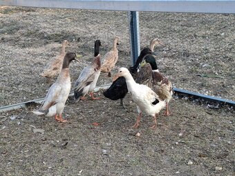 Predám/vymením bežcov - 2