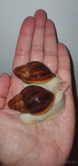Africké slimáky - 2