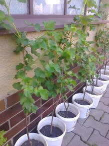 josta, goji, čierne červené ríbezle , egreš ,černice. - 2