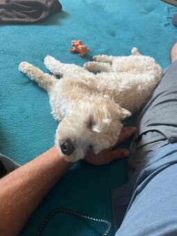 Krytie maltipoo - 2