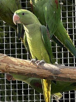 Alexandr velký - BRONZE, ŠEDOZELENÝ - 2