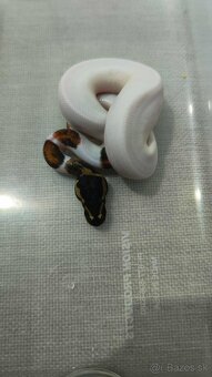 Python regius piebald - 2