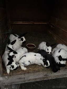 Predam česky strakac - 2