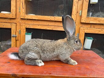 Predám králiky BO - 2