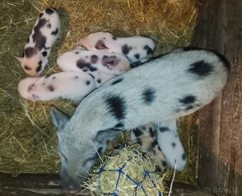 Gottingenske miniprasiatka - 2