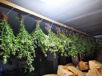 Čistec rovný sušený - 2