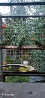 Papagáj konžský - fantiensis - 2