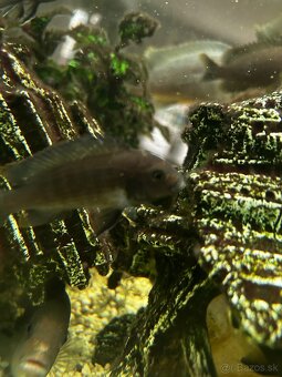 Cichlidi hnedé africké - 2