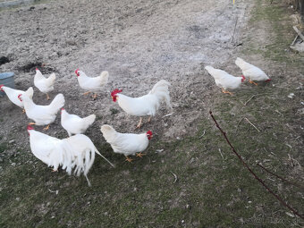 Nasadove vajička - 2