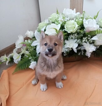 Shiba inu - 2