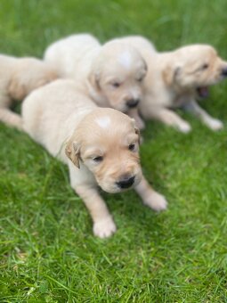Zlatý Retriever - 2