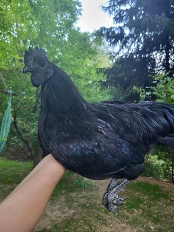 Predám kohúta Ayam Cemani - 2