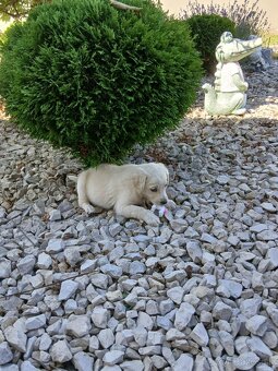 Predam steniatko labradora - 2