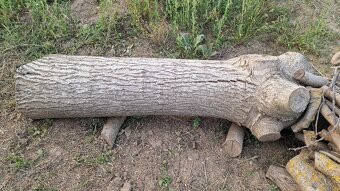 Orechový kmeň - 2