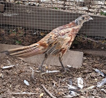 Kohut bažanta poľného - 2