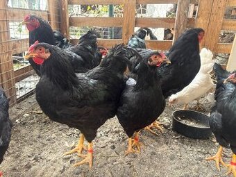 Orávka čierna - Slovenské národné plemeno - 2