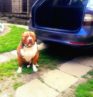 American Bully xl - 2