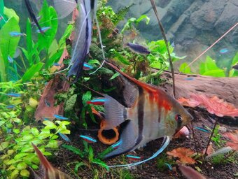 Skalare manacapuru red back 7ks - 2