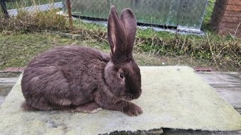 Nemecky obrovity strakac hav. 0.1 kominar - 2