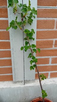 Predam zakorenene kriky - 2