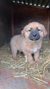 predám 7-týždňové šteniatka - 2