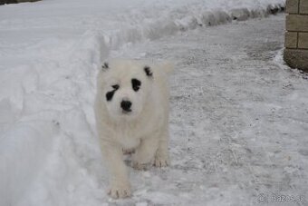 Stredoázijský ovčiak - 2