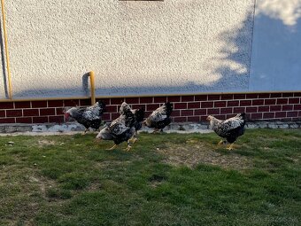 Wyandotten kohúty - 2