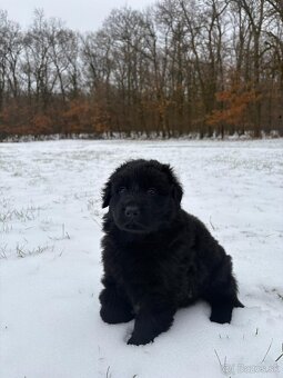 Nemecký ovčiak s PP - 2