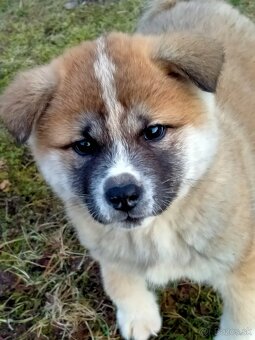 Akita inu - 2