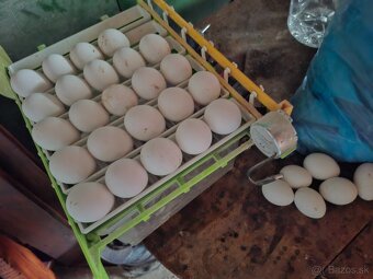 Násadové vajcia Leghorn - 2