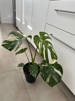 Monstera thai constalation - 2
