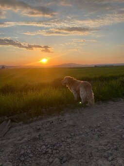 Zlatý retriever - krytie - 2