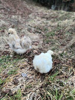 Predám NV hodvábničky - 2