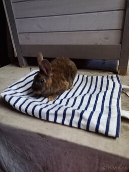 Zakrslé králiky - 2