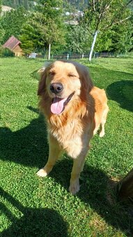 Zlaty retriever - 2