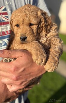Goldendoodle - 2