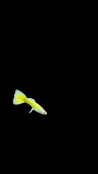 Predám gupky yellow guppy - 2