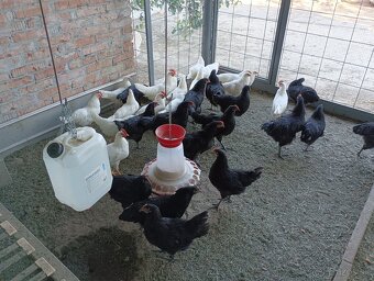 Leghorn a Australorp kohút - 2