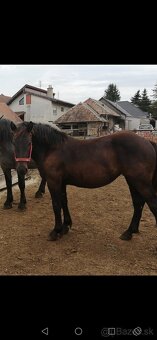 Kobyla plemena Norik na predaj - 2