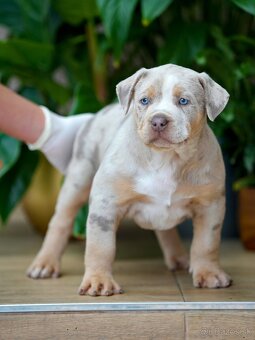 American Bully XL/XXL - 2