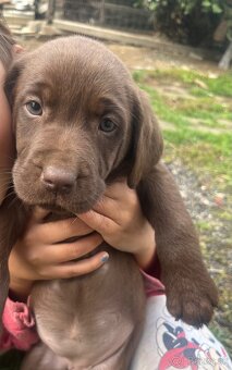 Labrador šteniatka - 2